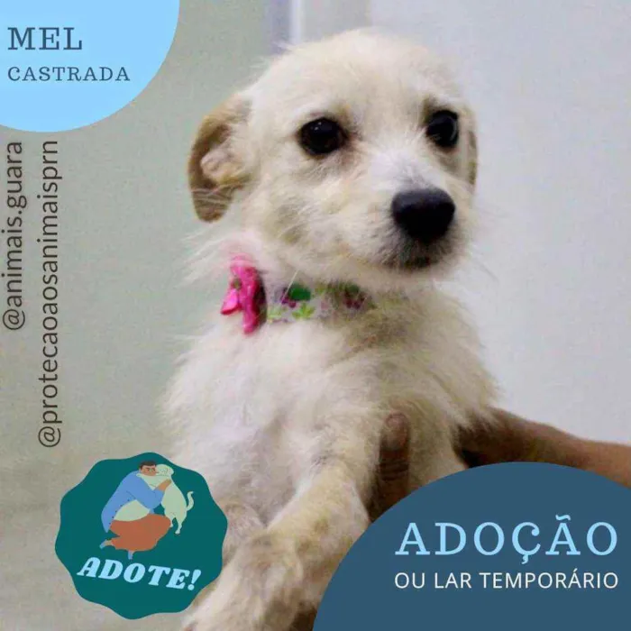 Cachorro ra a srd idade 1 ano nome mel