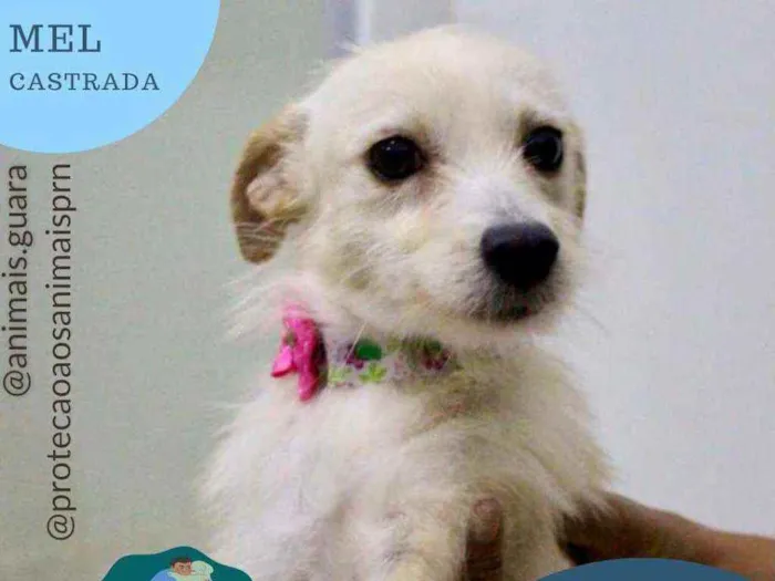 Cachorro ra a srd idade 1 ano nome mel