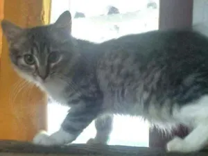 Gato raça SRD idade 2 a 6 meses nome Hércules