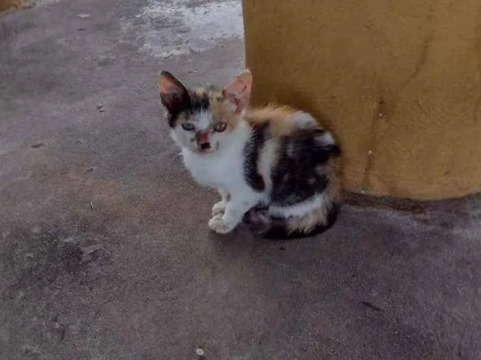 Gato raça Srd idade 2 a 6 meses nome Sem nome