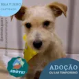 limão 
