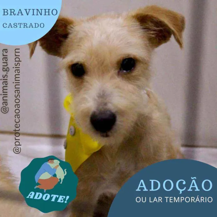Cachorro ra a srd idade 1 ano nome limão 