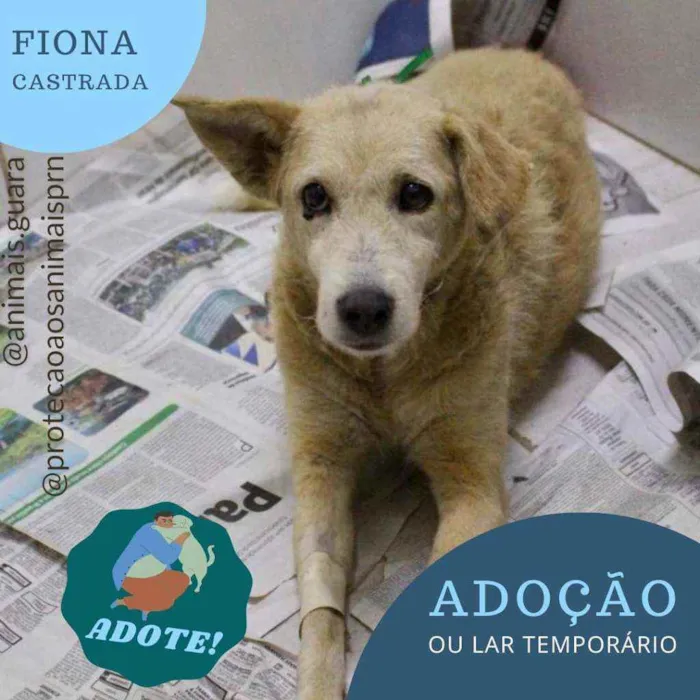 Cachorro ra a srd idade 2 anos nome fiona