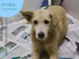 fiona