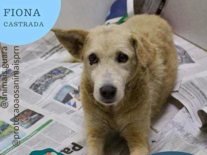 Cachorro ra a srd idade 2 anos nome fiona