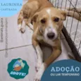 laurinha