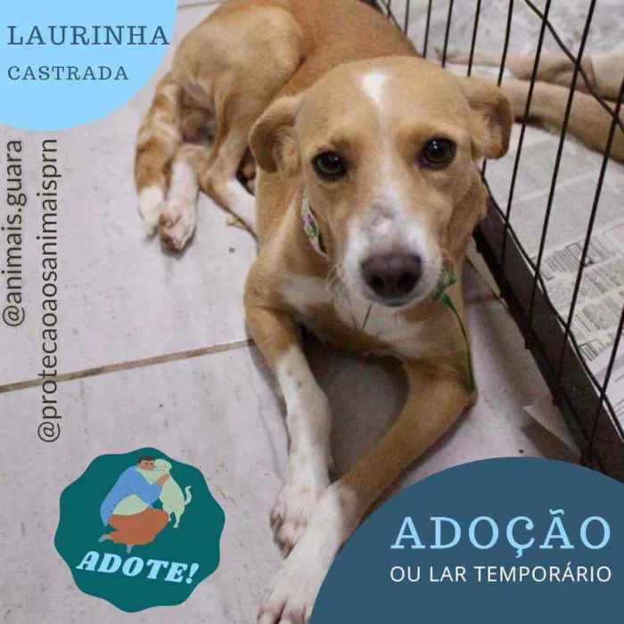 Cachorro ra a srd idade 1 ano nome laurinha