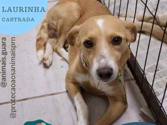 Cachorro ra a srd idade 1 ano nome laurinha
