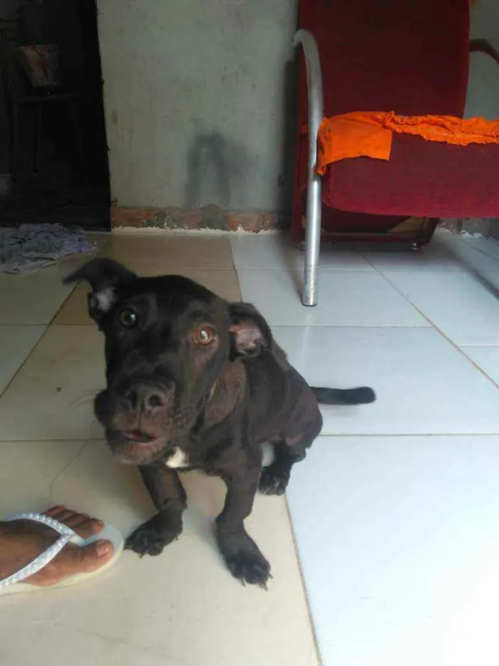 Cachorro raça Srd idade 2 a 6 meses nome Amora