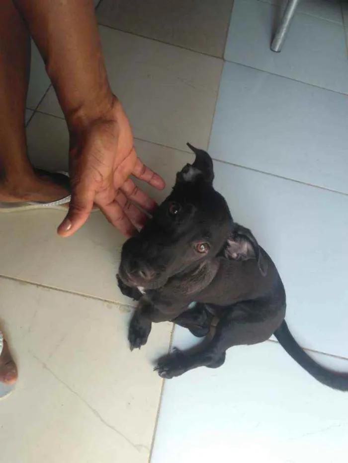 Cachorro raça Srd idade 2 a 6 meses nome Amora