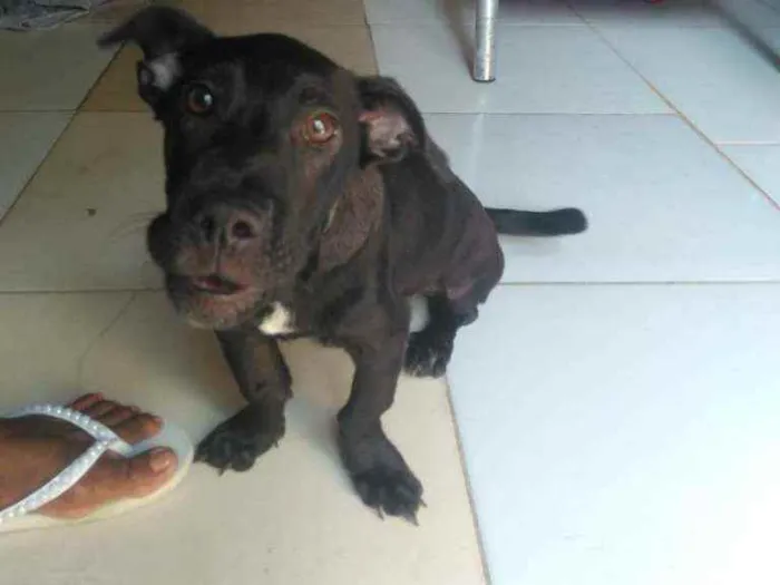Cachorro raça Srd idade 2 a 6 meses nome Amora
