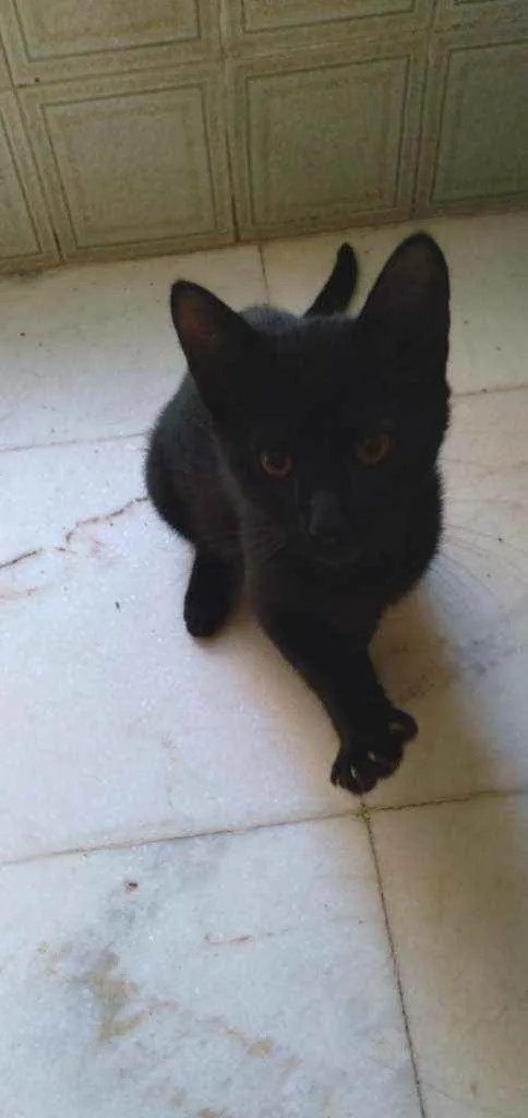 Gato ra a Srd idade 2 a 6 meses nome Chloe e Ozzy 