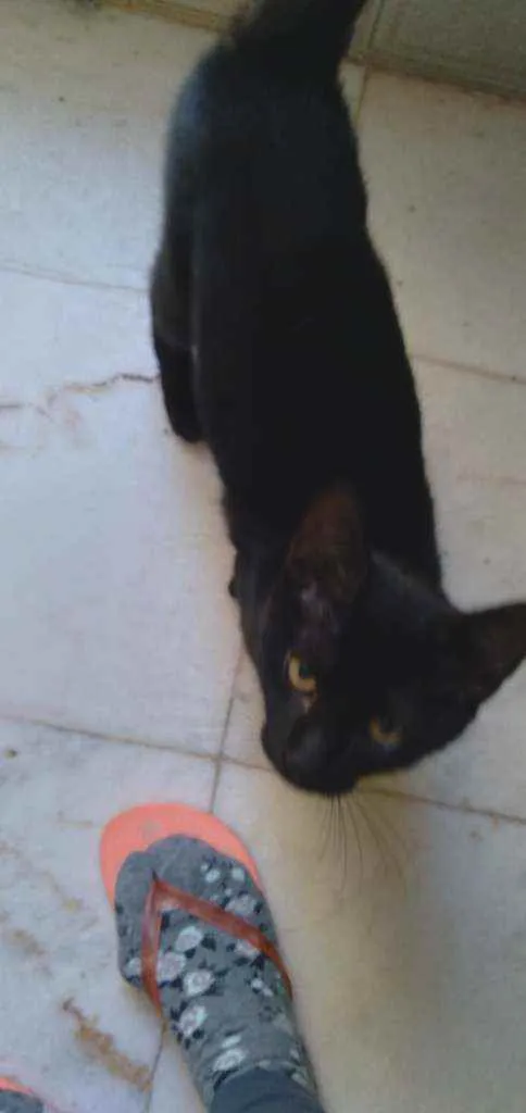 Gato ra a Srd idade 2 a 6 meses nome Chloe e Ozzy 