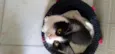 Chloe e Ozzy 