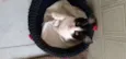 Chloe e Ozzy 