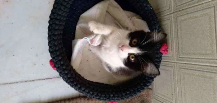Gato ra a Srd idade 2 a 6 meses nome Chloe e Ozzy 