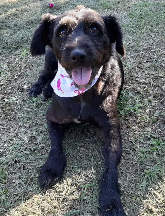 Cachorro ra a SRD idade 5 anos nome AMORA