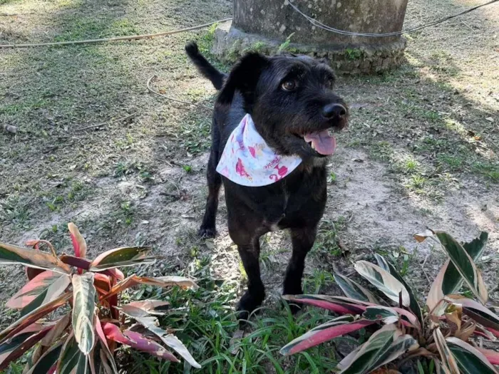 Cachorro ra a SRD idade 5 anos nome AMORA