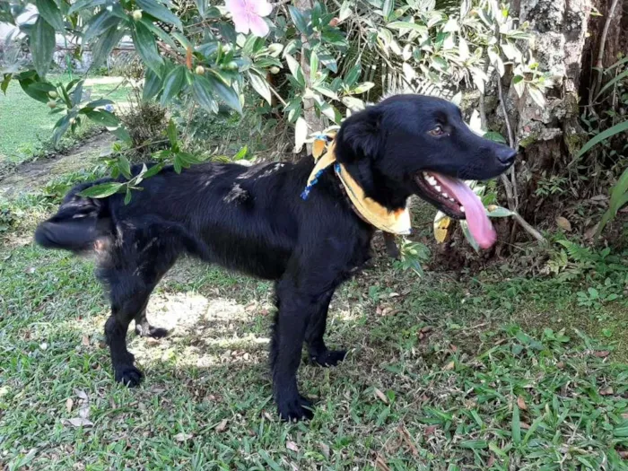 Cachorro ra a SRD-ViraLata idade 1 ano nome MAYA