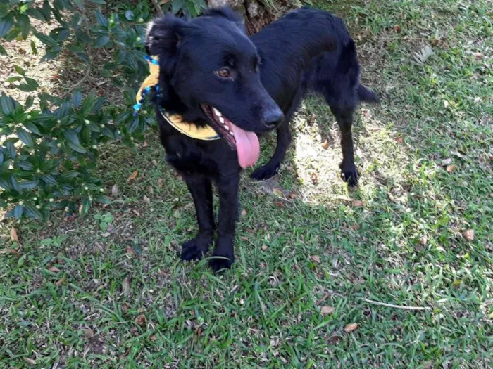 Cachorro ra a SRD-ViraLata idade 1 ano nome MAYA