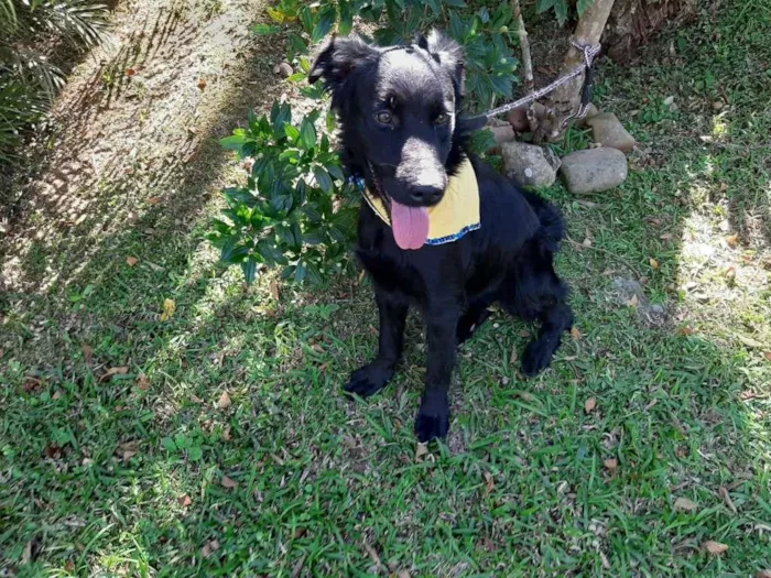 Cachorro ra a SRD-ViraLata idade 1 ano nome MAYA