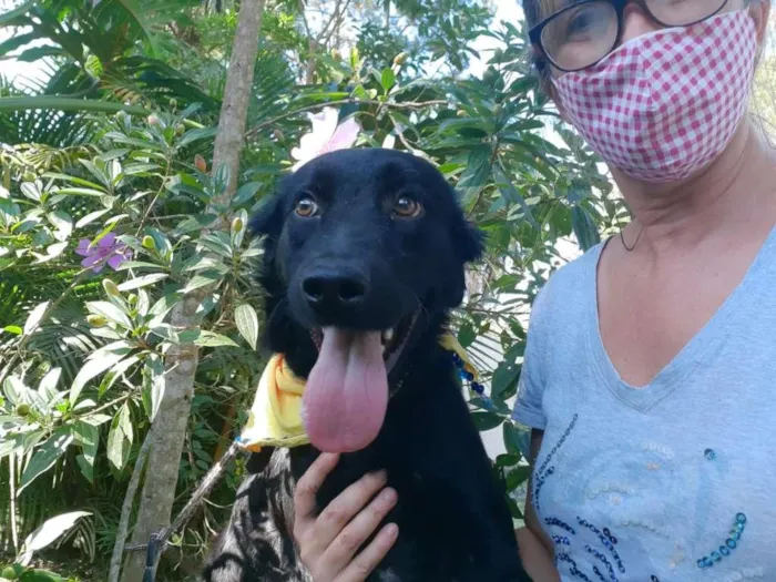 Cachorro ra a SRD-ViraLata idade 1 ano nome MAYA