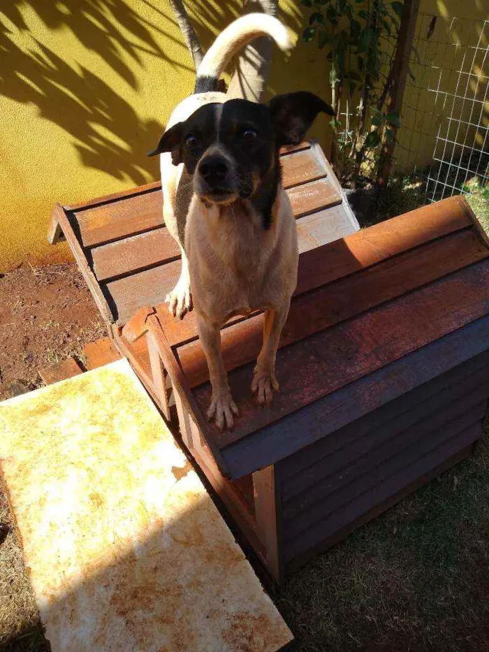 Cachorro ra a Indefinida idade 2 anos nome Torresmo