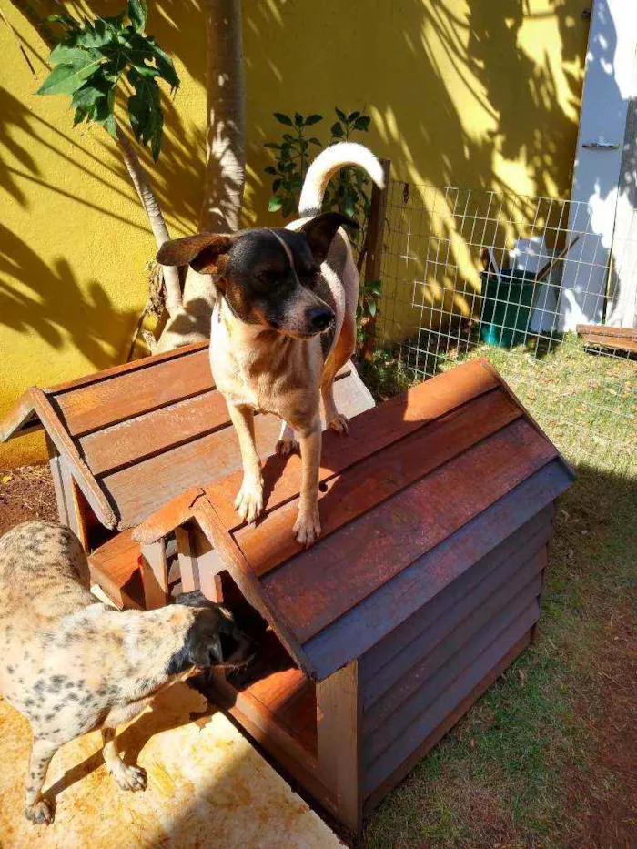 Cachorro ra a Indefinida idade 2 anos nome Torresmo