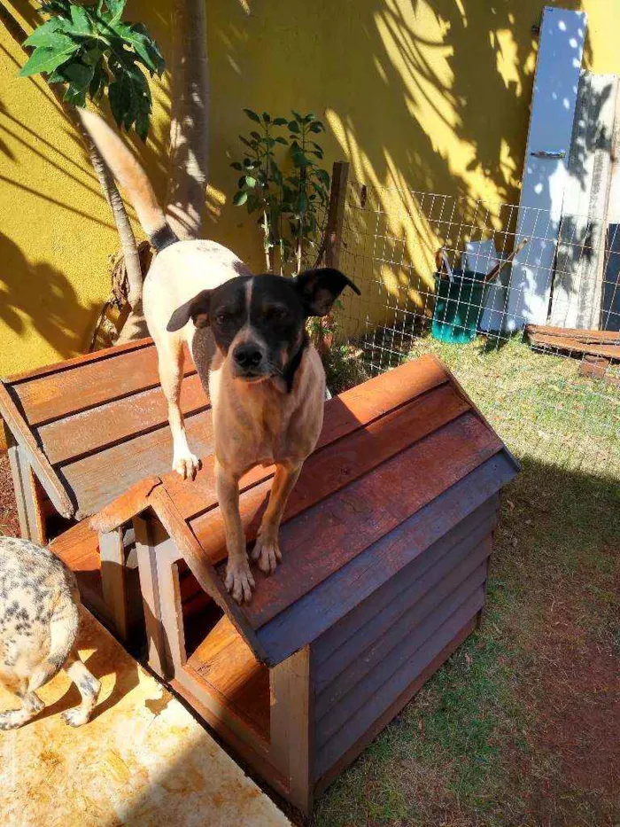 Cachorro ra a Indefinida idade 2 anos nome Torresmo