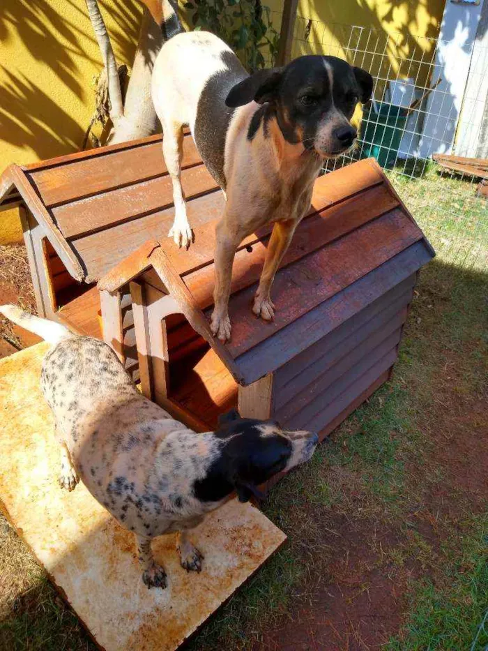 Cachorro ra a Indefinida idade 2 anos nome Torresmo