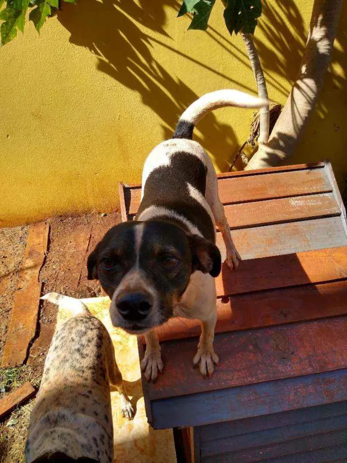 Cachorro ra a Indefinida idade 2 anos nome Torresmo