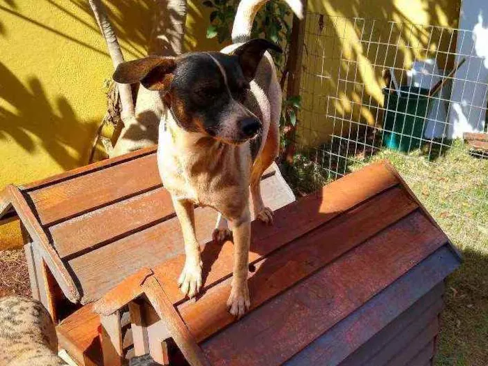 Cachorro ra a Indefinida idade 2 anos nome Torresmo