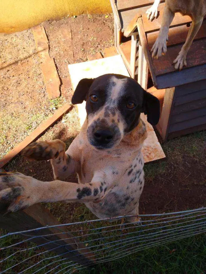 Cachorro ra a Indefinida idade 2 anos nome Lis