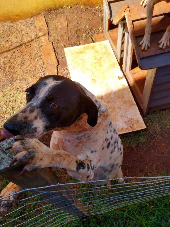 Cachorro ra a Indefinida idade 2 anos nome Lis