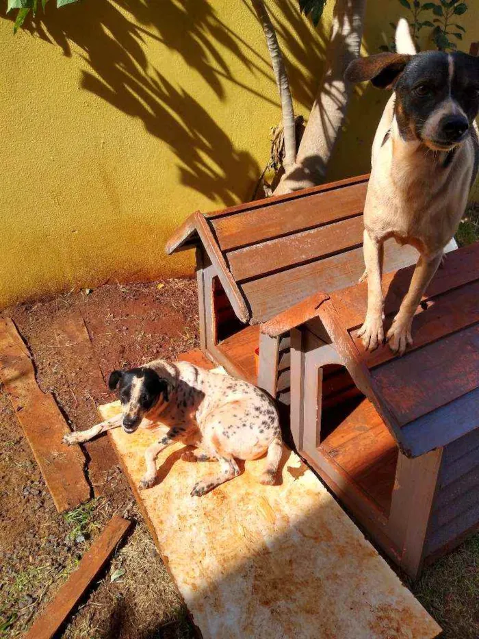 Cachorro ra a Indefinida idade 2 anos nome Lis