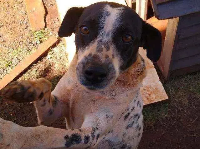 Cachorro ra a Indefinida idade 2 anos nome Lis