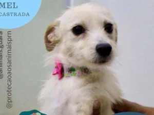 Cachorro raça srd idade 1 ano nome mel