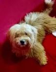 Floquinho 