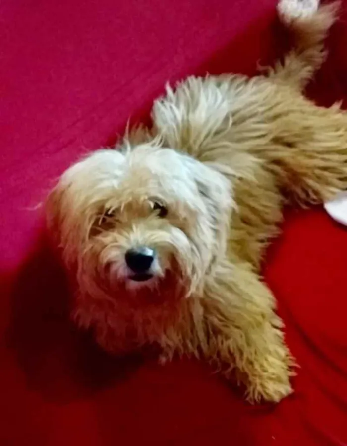 Cachorro ra a Mestiço  idade 2 a 6 meses nome Floquinho 
