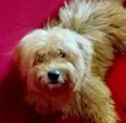 Floquinho 