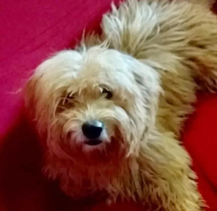 Cachorro ra a Mestiço  idade 2 a 6 meses nome Floquinho 