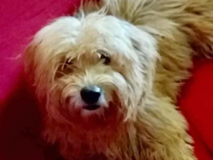 Cachorro ra a Mestiço  idade 2 a 6 meses nome Floquinho 