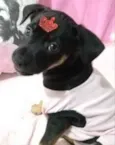 Belinha 
