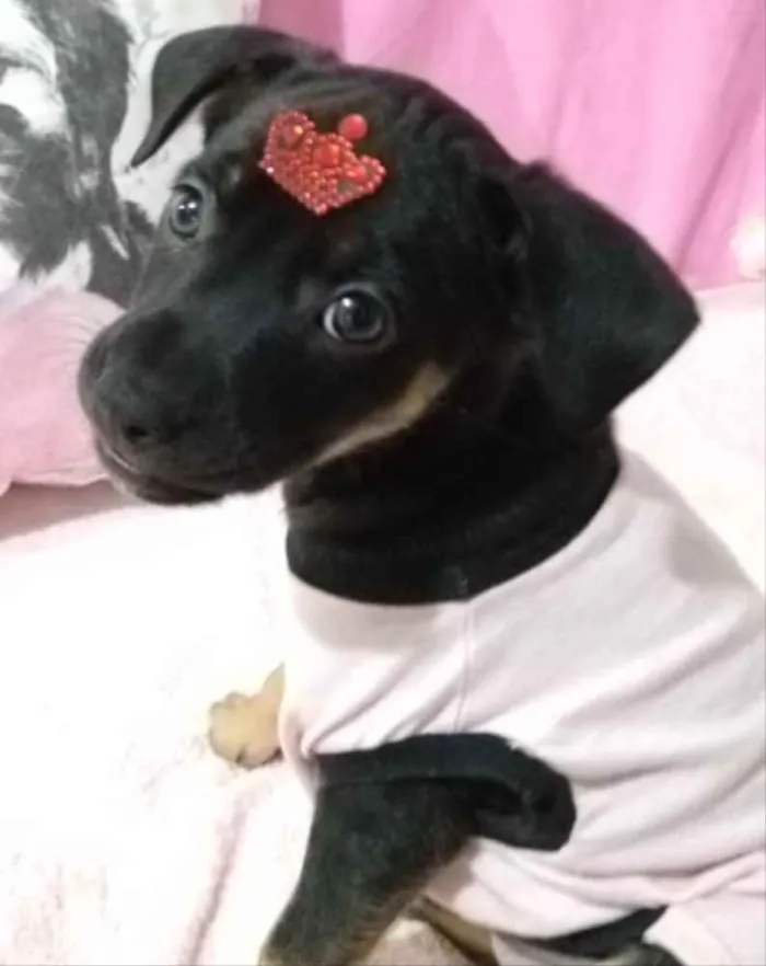 Cachorro ra a Mestiça  idade 2 a 6 meses nome Belinha 