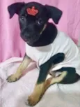 Belinha 