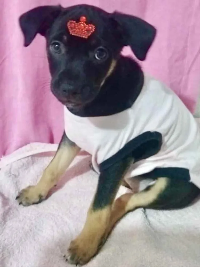 Cachorro ra a Mestiça  idade 2 a 6 meses nome Belinha 