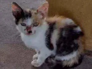 Gato raça Srd idade 2 a 6 meses nome Sem nome
