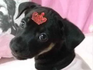 Cachorro raça Mestiça  idade 2 a 6 meses nome Belinha 