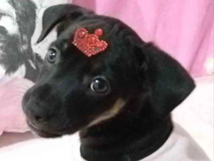 Cachorro ra a Mestiça  idade 2 a 6 meses nome Belinha 