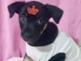 Belinha 
